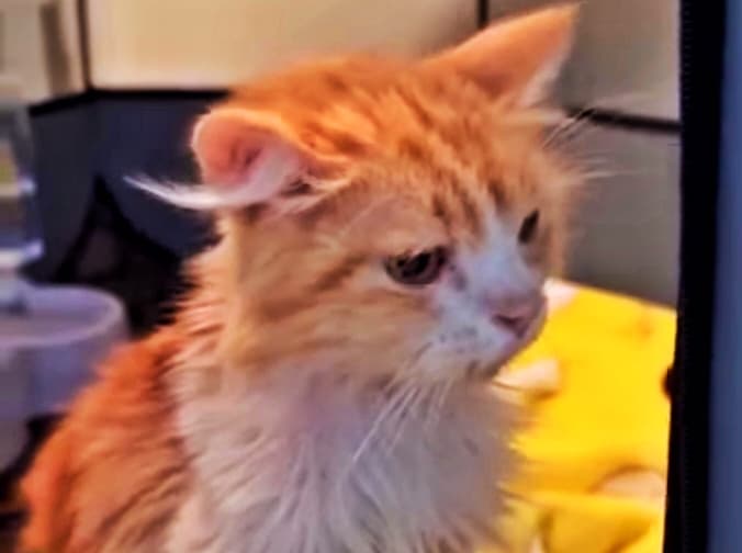 Maxime, Kucing Pejuang yang Datang untuk Pergi